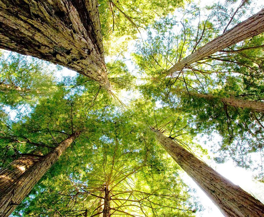 The Mighty Sequoia - carbon finance provides incentives to keep the forest standing.